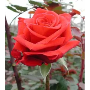 Роза "Красный Берлин"(Red Berlin)